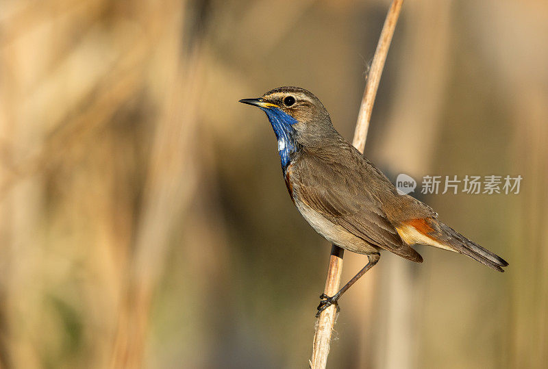 蓝喉男性(Luscinia svecica)